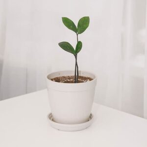 Kleine Pflanze
